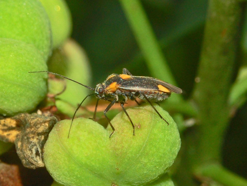 Questi cosa sono? Capsodes flavomarginatus